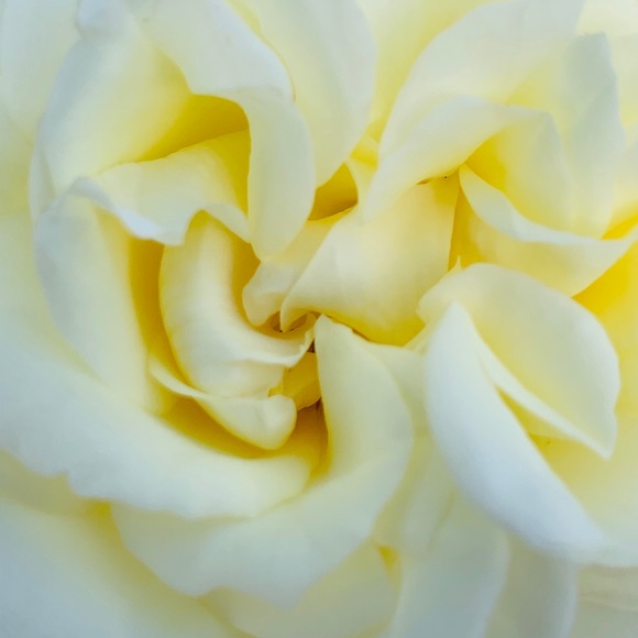 Meet your Posher, Thu - Picture 1 of 1